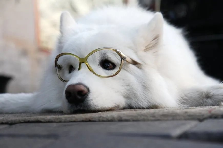 如何看待萨摩耶派出所报案这件事情？