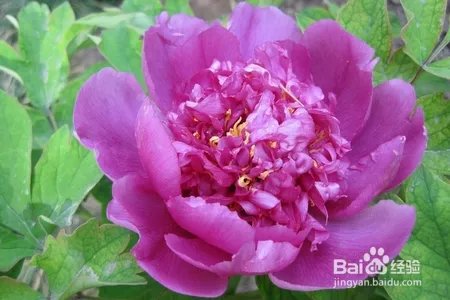 牡丹花该怎么种植