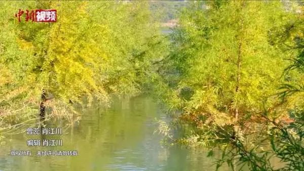 三峡库区再现水中森林,这是种什么景象?