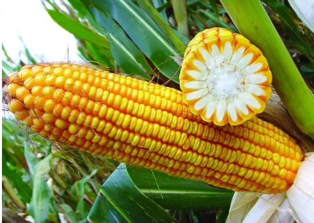 软性大宗商品价格疯狂上涨，背后谁在支撑？