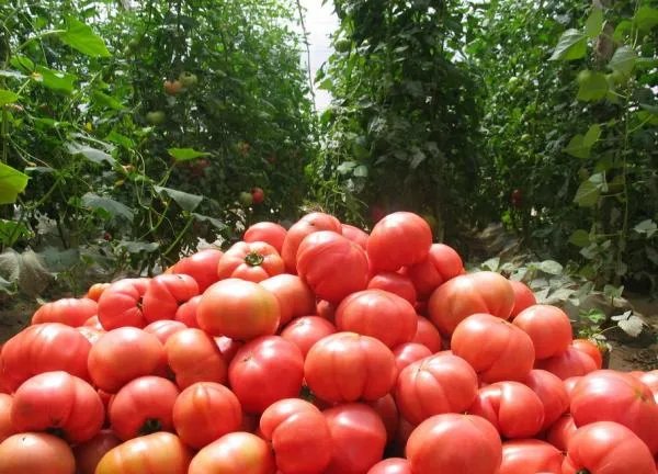 上海番茄农庄的评价