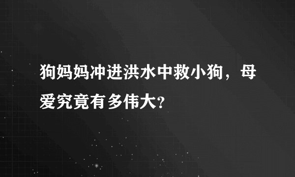 狗妈妈冲进洪水中救小狗，母爱究竟有多伟大？