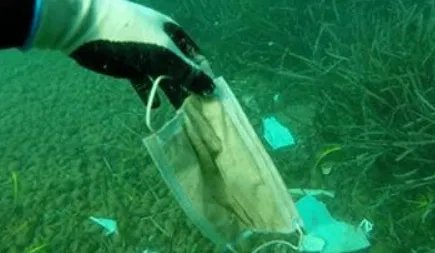 去年超15亿只废弃口罩流入海洋，给海洋生物造成了怎样的毁灭性伤害？