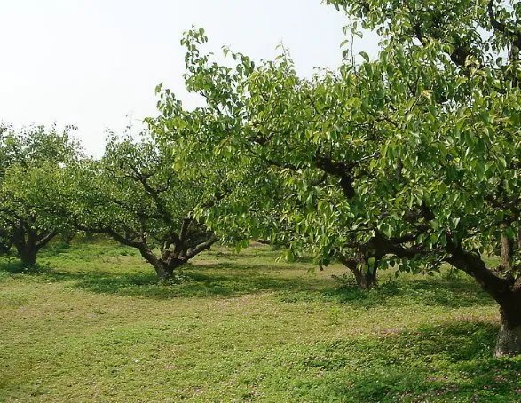 407岁梨树被烧空心仍能结果，会不会对梨树进行抢救？