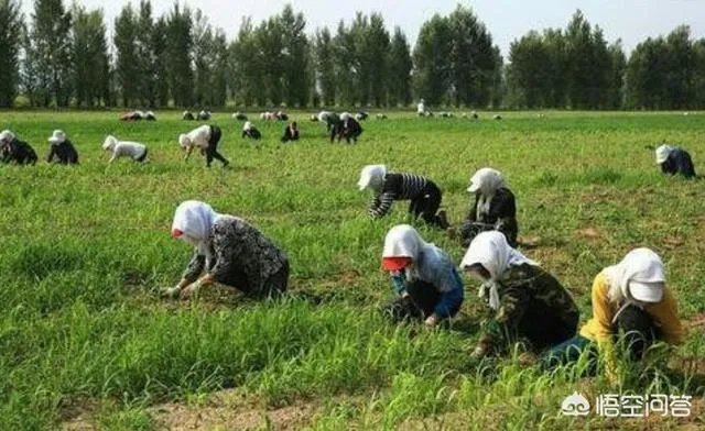 现在主要哪个地区种植稻谷？何时播种？一亩产量是多少？