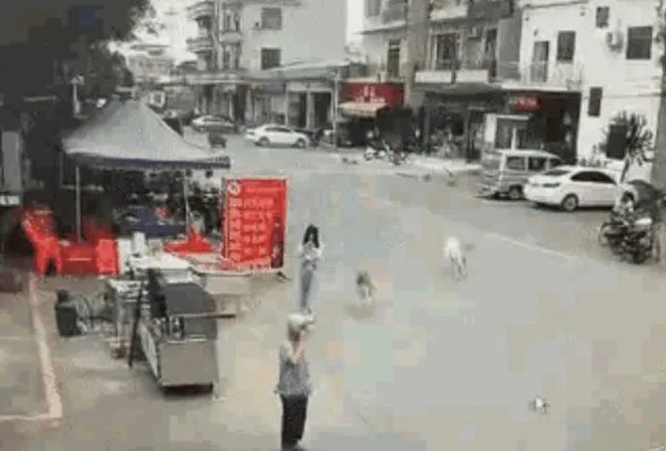 牵狗女孩表示因害怕逃跑，你接受这种理由吗？