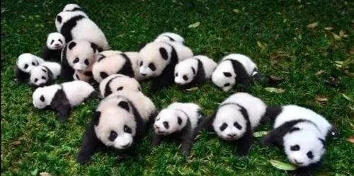 大连大熊猫跟游客击掌,大熊猫在动物园都有怎样的待遇?