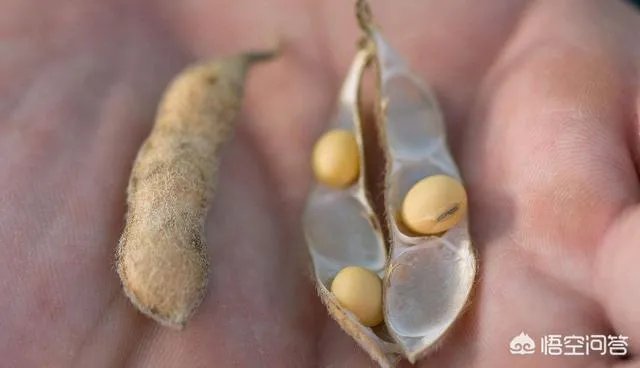 2018年黑龙江的大豆收购价格怎么样？