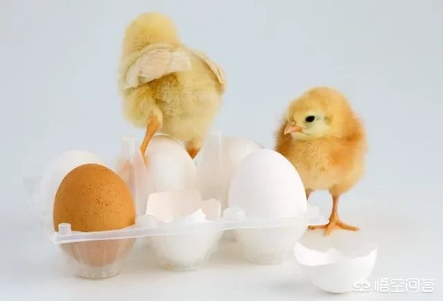 小鸡开口药有什么作用？