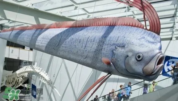 皇带鱼最长有多长？皇带鱼的恐怖传说