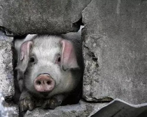 14岁的猪坚强已瘦骨嶙峋，你知道猪坚强是谁吗？