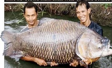 怎么钓暹罗鲤鱼