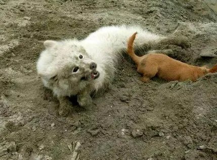 如何看待萨摩耶派出所报案这件事情？