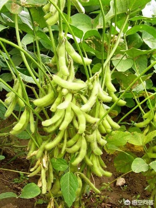 2018年黑龙江的大豆收购价格怎么样？