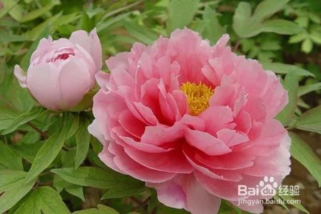 牡丹花该怎么种植