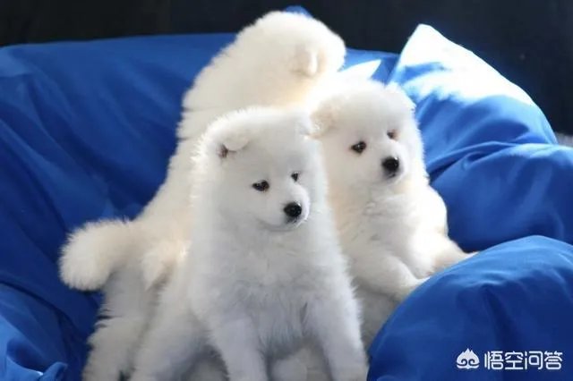 萨摩耶吃什么狗粮好？