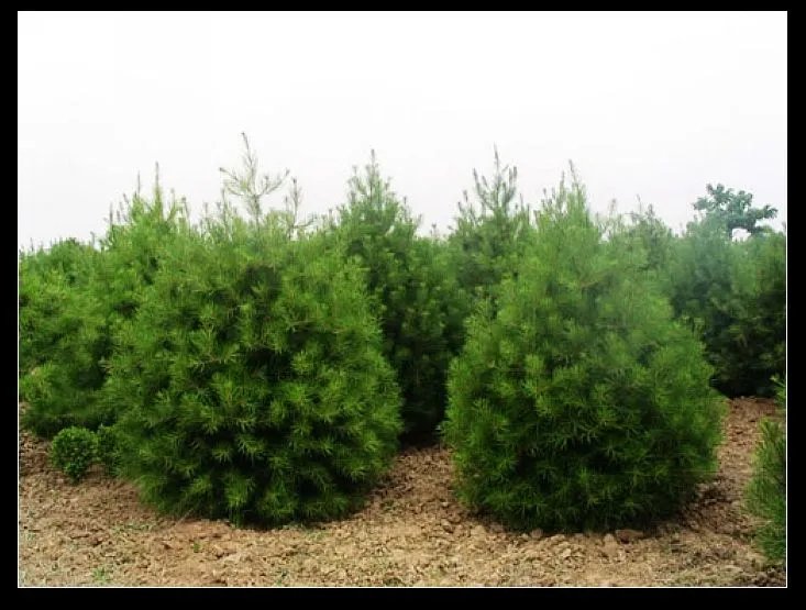 白皮松白皮松价格