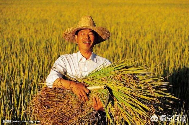 现在主要哪个地区种植稻谷？何时播种？一亩产量是多少？