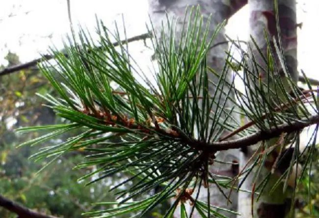 白皮松白皮松价格