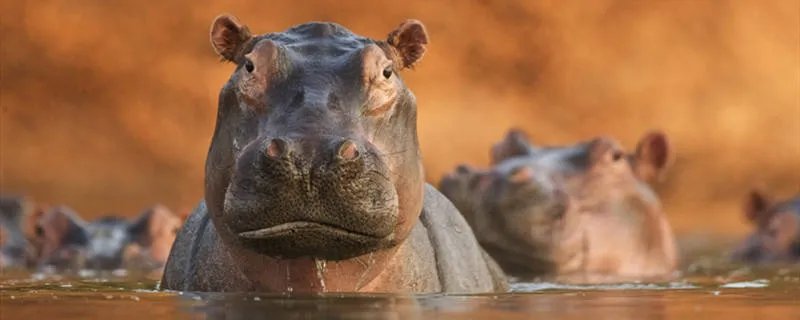 胖胖的河马在水里如何移动的 胖胖的河马在水里怎样移动的