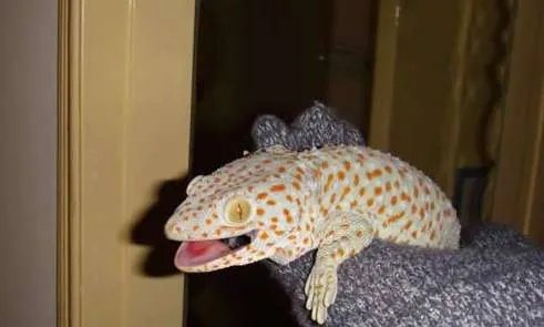 世界上最大的壁虎——2.3米大壁虎