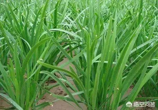 韭菜疫病有什么危害？怎样防治？