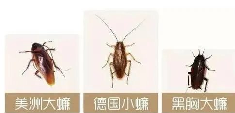 北方蟑螂和南方蟑螂哪个更可怕？
