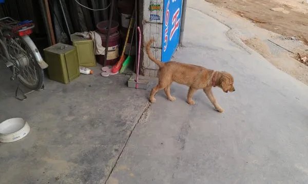 三个月的金毛犬有多大?求照片，求好心人