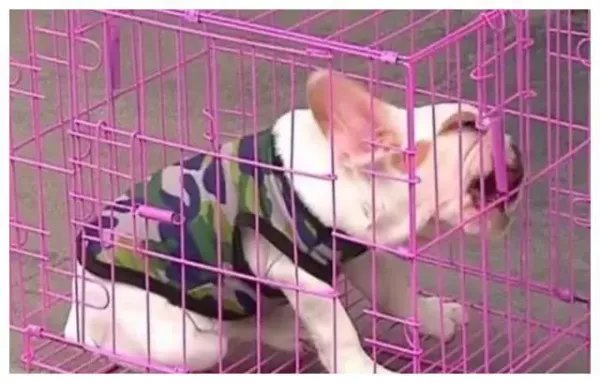 夫妻疑因吵架把狗推下4楼，这种情况若是砸到人，责任该怎么算？