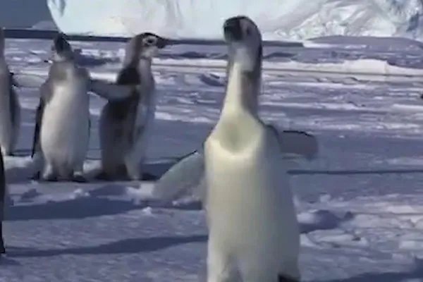 企鹅行走时为什么排成一列纵队
