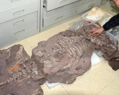 中国发现2.5亿年前的九峰吐鲁番兽，这是种什么样的动物？