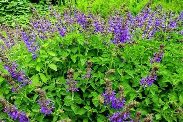 丹参是什么样子