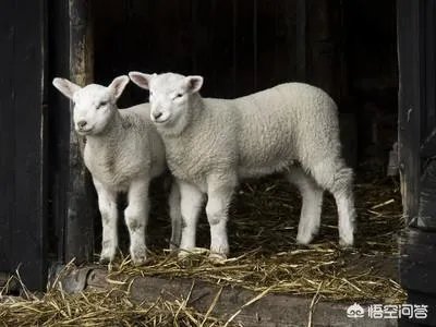 如何处理畜禽粪便？