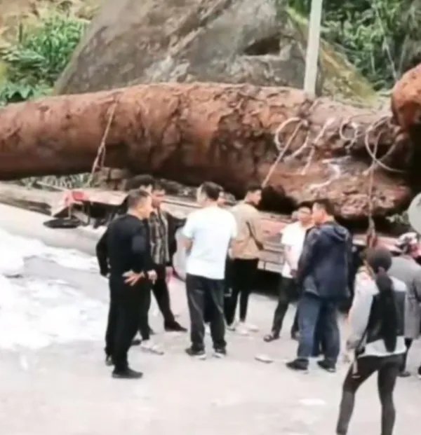 四川乐山挖出巨型乌木，官方表示系有人盗挖，涉事人员将面临哪些处罚？