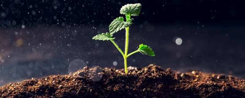 西瓜如何种植 西瓜种植方法是