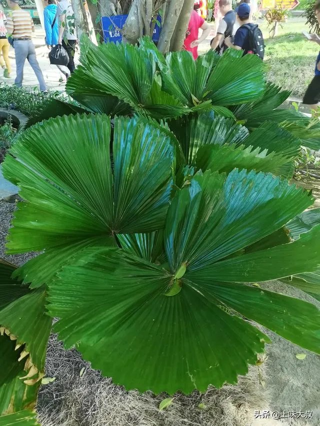 越南什么时候可以入境中国