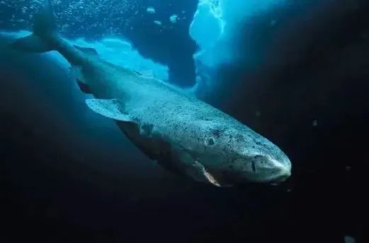 最近发现了四百岁的格陵兰鲨鱼，它为何能活这么久？