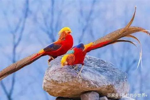 山西大爷发现“怪鸟”，坚持投喂4年，后来怎样了？