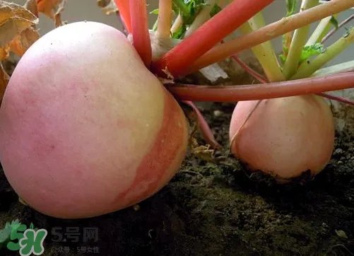 头伏萝卜二伏菜是什么意思？头伏种什么菜？