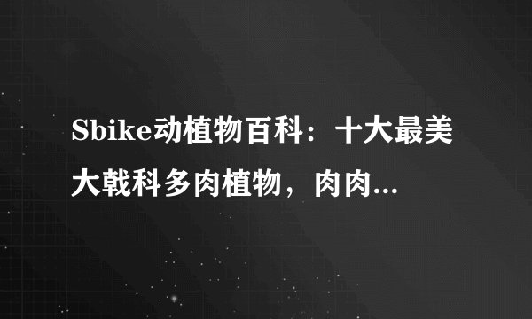 Sbike动植物百科：十大最美大戟科多肉植物，肉肉中的全能冠军！