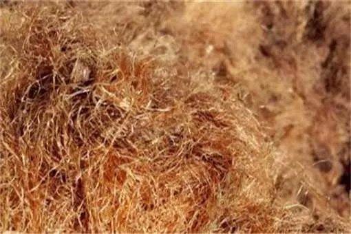 玉米须的功效与作用及用法禁忌大全!