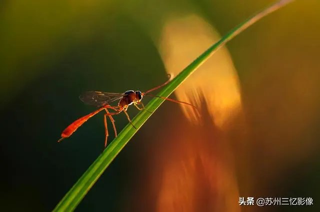 尼康d300s怎么样？