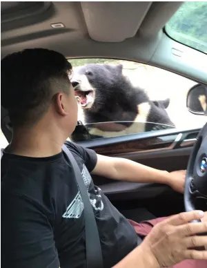 八达岭动物园黑熊咬伤游客被责令要求整改了吗？