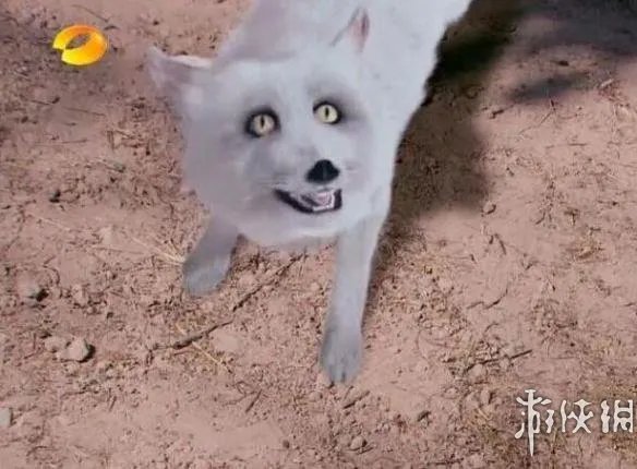 呵呵哒！盗墓笔记力压古剑奇谭 网友吐血整理5毛特效