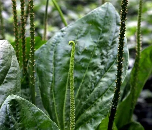 车前草籽的功效 车前草具体服用方法