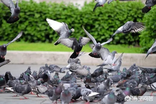 北京哪里有鸽子交易市场？