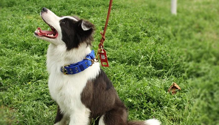 德牧如何训练 德牧如何训练啊