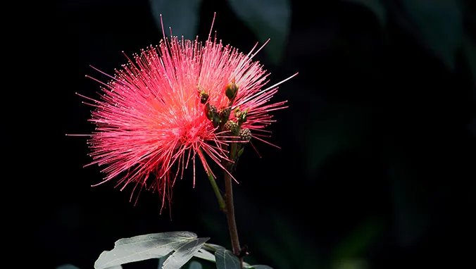 合欢花的功效与作用