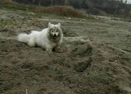 如何看待萨摩耶派出所报案这件事情？