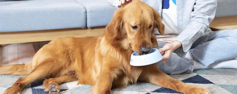 金毛吃什么狗粮好 金毛吃什么主食比较好